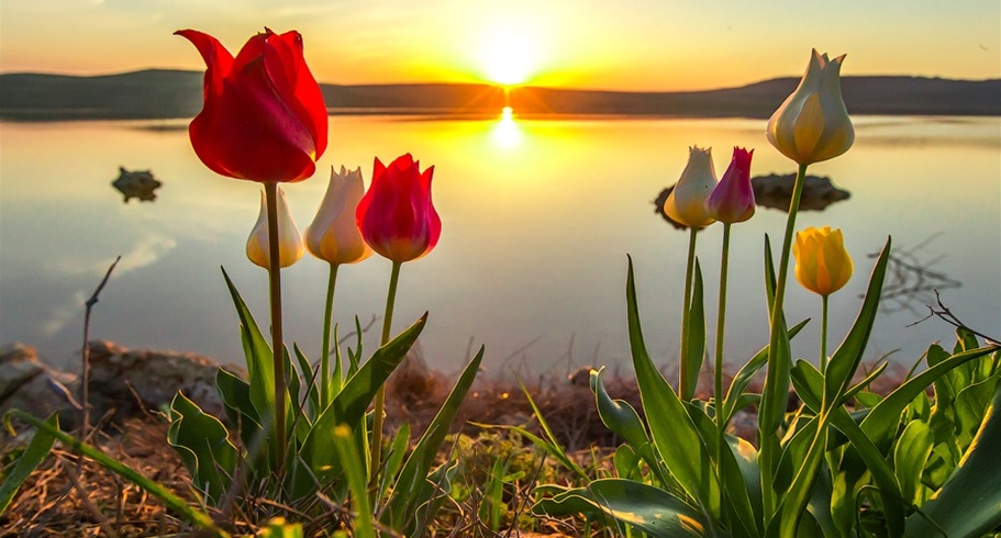 Tulip Festival in Polemi, Paphos