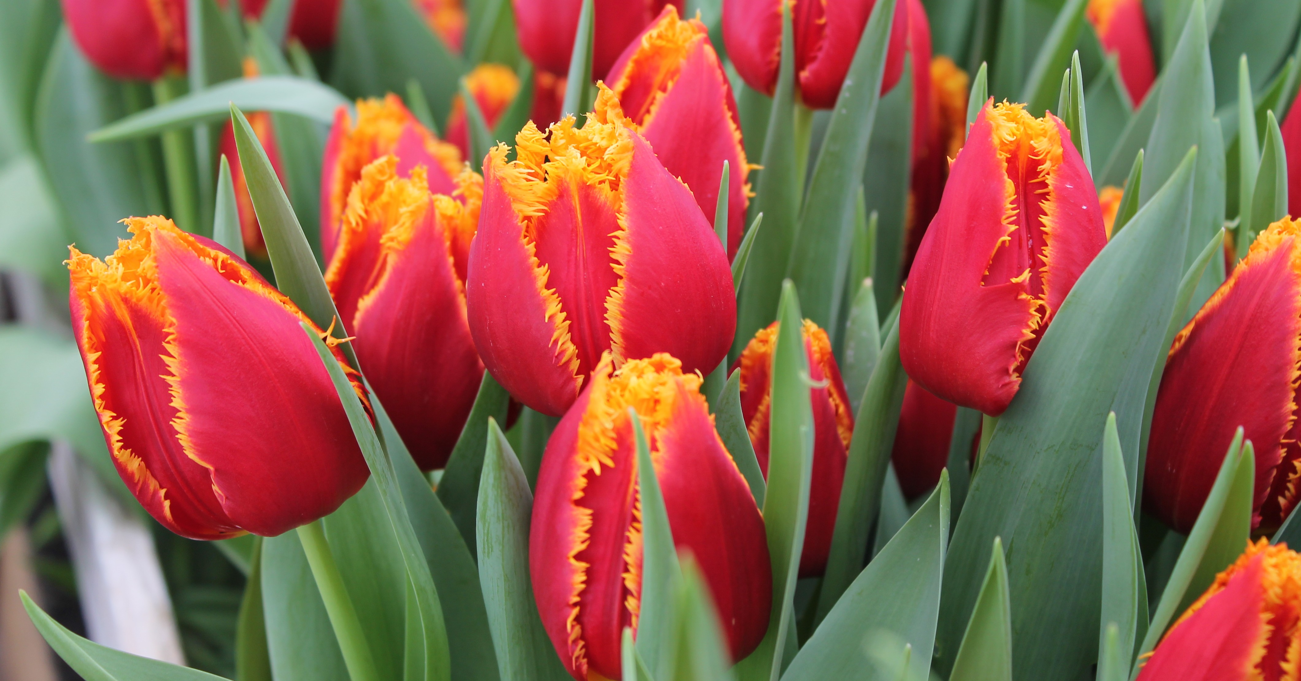 Tulip festival, Cyprus