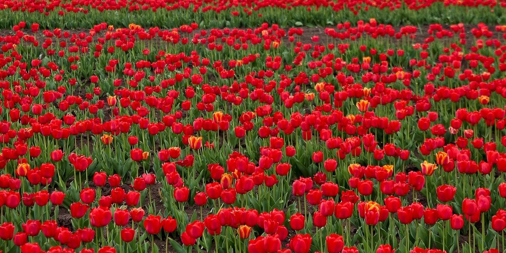 Tulip Festival in Polemi, Paphos